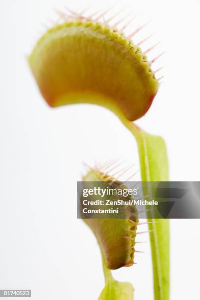 venus flytraps, close-up - venus flytrap stock pictures, royalty-free photos & images