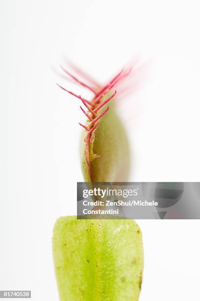 venus flytrap, extreme close-up - venus flytrap stock pictures, royalty-free photos & images