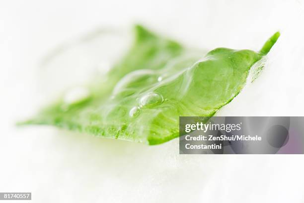 sliced aloe vera leaf and gel, close-up - aloe slices stock pictures, royalty-free photos & images