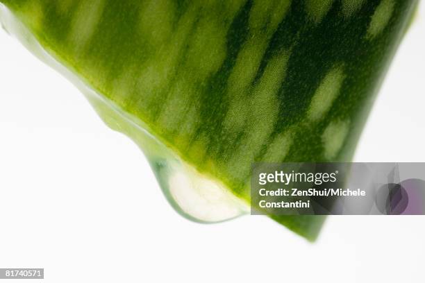 aloe vera slice, extreme close-up - aloe slices stock pictures, royalty-free photos & images