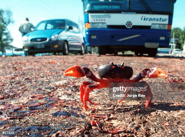 Crab attempts to cross the highway at Giron Beach March 24, 2001 at the Bay of Pigs 150 kilometers south of Havana, Cuba. Crabs are a major...