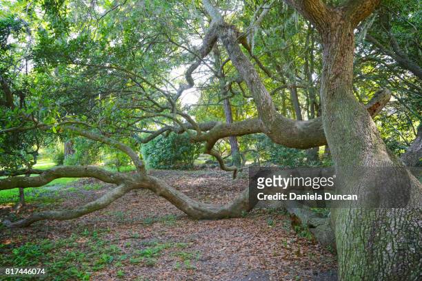 climbing tree - live oak tree stock pictures, royalty-free photos & images