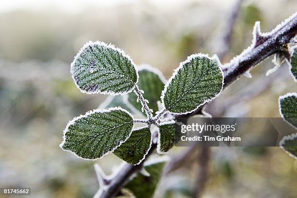 Hoar frost covered Bramble, Oxfordshire, England, United Kingdom