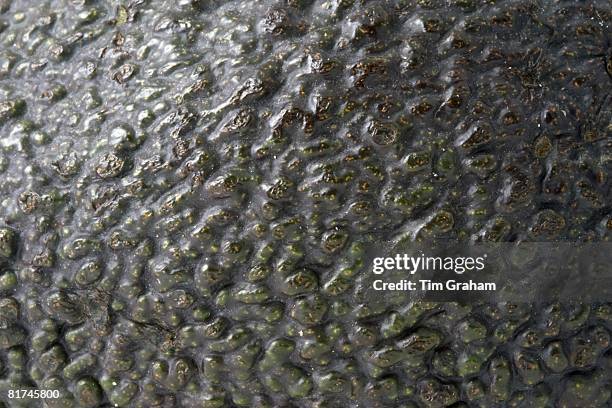 Avocado skin, London, England, United Kingdom