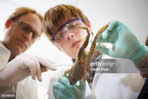 student and teacher dissecting frog - frog dissection stock pictures, royalty-free photos & images