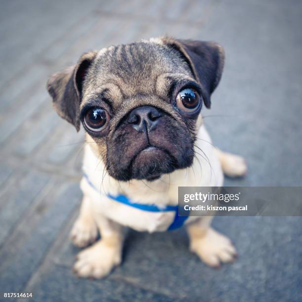 close up view of a cute baby pug in street - pug stock pictures, royalty-free photos & images