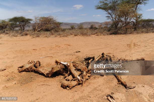 Somali camel carcass rots in the desert as the Horn of Africa faces severe drought on the outskirts of the village of War Idad, 150 miles east of the...
