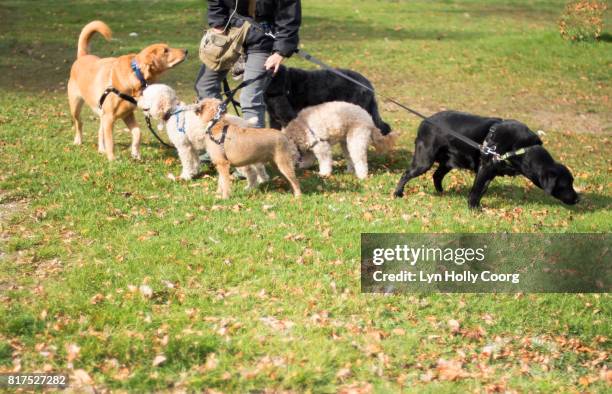 dogs being walked by dog walker in park - lyn holly coorg - fotografias e filmes do acervo