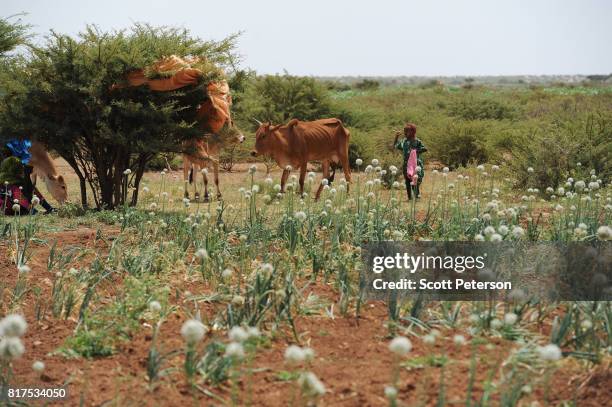 Somali herders care for cows beside a field of onions at a Farmer Field School organized by the Irish charity Concern-Worldwide as the Horn of Africa...