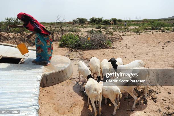 Somali woman waters her goats at a traditional cistern for harvesting rainwater, called a berkad, made by the Irish charity Concern-Worldwide as the...