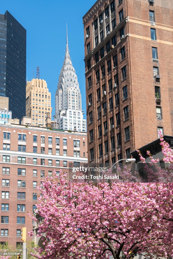 Chrysler Building and other Midtown Manhattan buildings can be seen rows of Cherry blossoms trees at Park Avenue in Manhattan New York City.