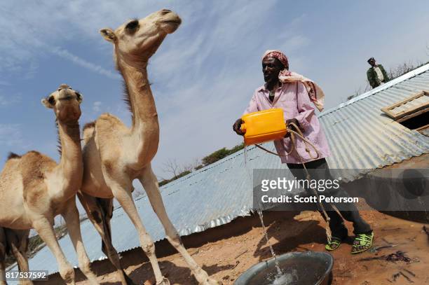 Somali herder Mohamed Abdi Madar pours water for two of his surviving camels at a traditional cistern for harvesting rainwater, called a berkad, made...