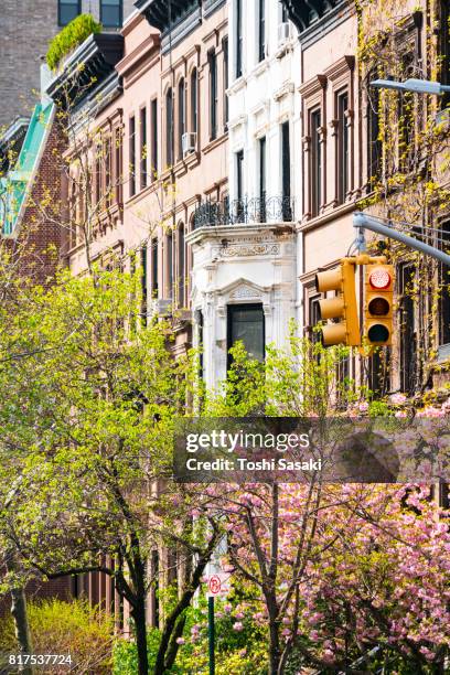 cherry blossoms tree and fresh green trees at front of rows of upper manhattan residential buildings at new york city. traffic signal stands at madison avenue. - avenue pink cherry blossoms stockfoto's en -beelden