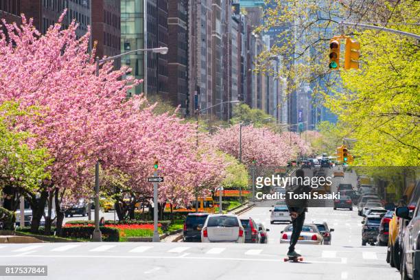 manhattan traffic goes through along the full-blossomed rows of cherry blossom trees at park avenue in upper manhattan new york city. - avenue pink cherry blossoms stockfoto's en -beelden