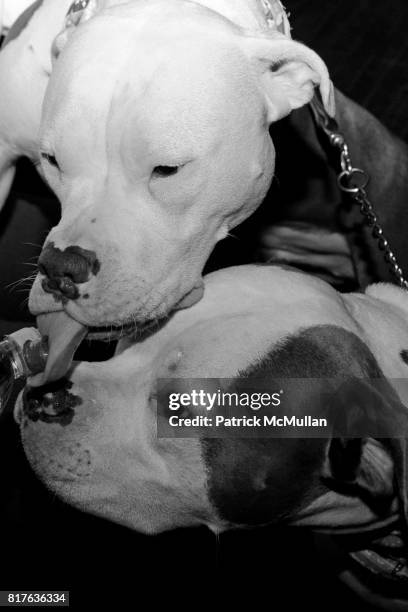 Maffetone and Zachery Maffetone attend TAILS of the Mayor's Alliance for NYC's Animals Holiday Soiree at ViNO ViNO on December 12, 2010 in New York...