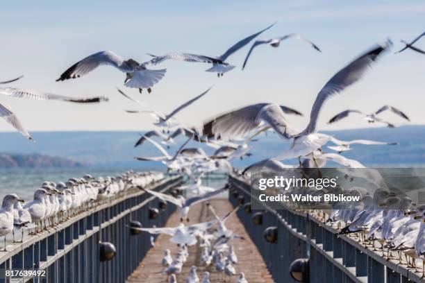 usa, new york, exterior - 斯加內特爾湖 個照片及圖片檔