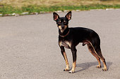 Manchester Toy Terrier