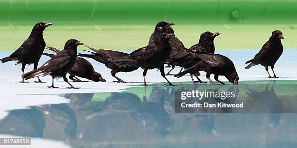 Crows cool down in a public paddling pool on Clapham Common on June 30, 2008 in London, England.