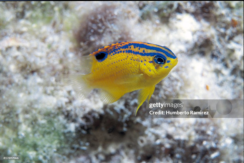 Longfin Damselfish(juvenile)