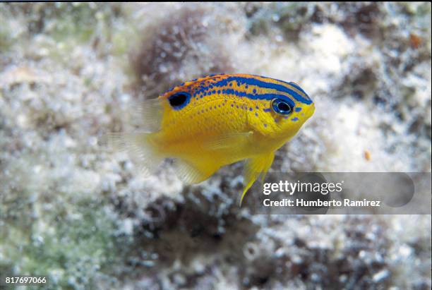 longfin damselfish(juvenile) - longfin damselfish stock pictures, royalty-free photos & images