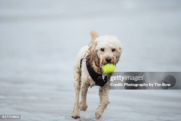 Sandy Takes A Bow Photos and Premium High Res Pictures - Getty Images