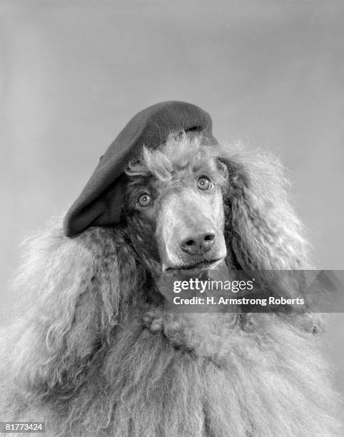 poodle dog head shot or portrait wearing a french beret with long curly light colored hair  - standard poodle stock-fotos und bilder