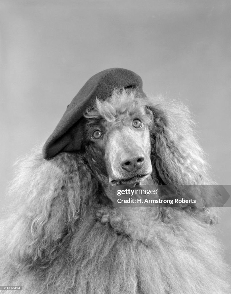 Poodle Dog Head Shot Or Portrait Wearing A French Beret With Long Curly Light Colored Hair 