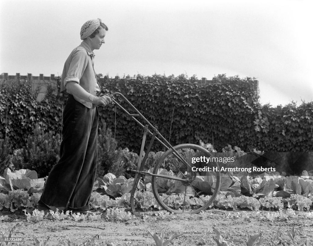 Woman Tilling Soil With Hand Pushed Tiller Equipment, On A Victory Garden Farm Growing Vegetable, Lettuce, And Cabbage In Rows. 