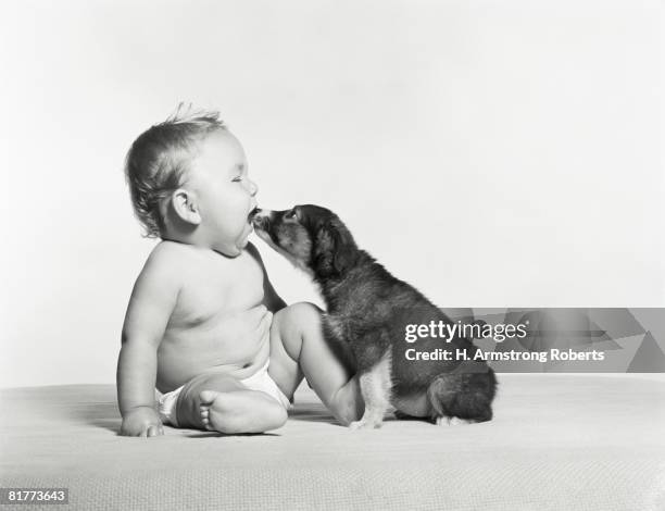 dog licking baby. - bad breath stock pictures, royalty-free photos & images