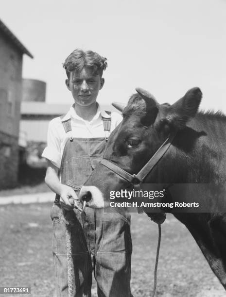 teenage farm boy wearing bib overalls, holding jersey bull. - bib overalls stockfoto's en -beelden