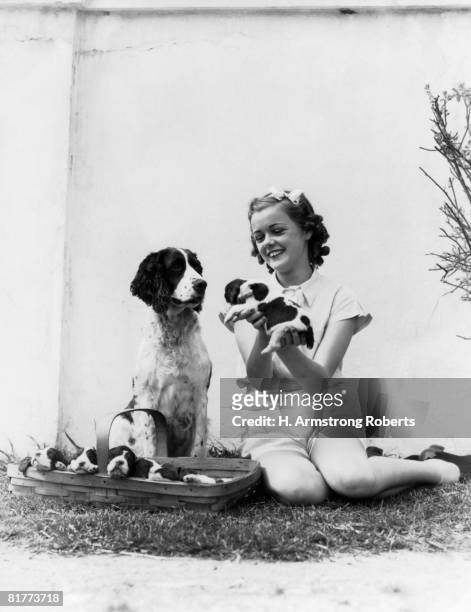 smiling girl with dog and puppies. - american springer spaniel stockfoto's en -beelden