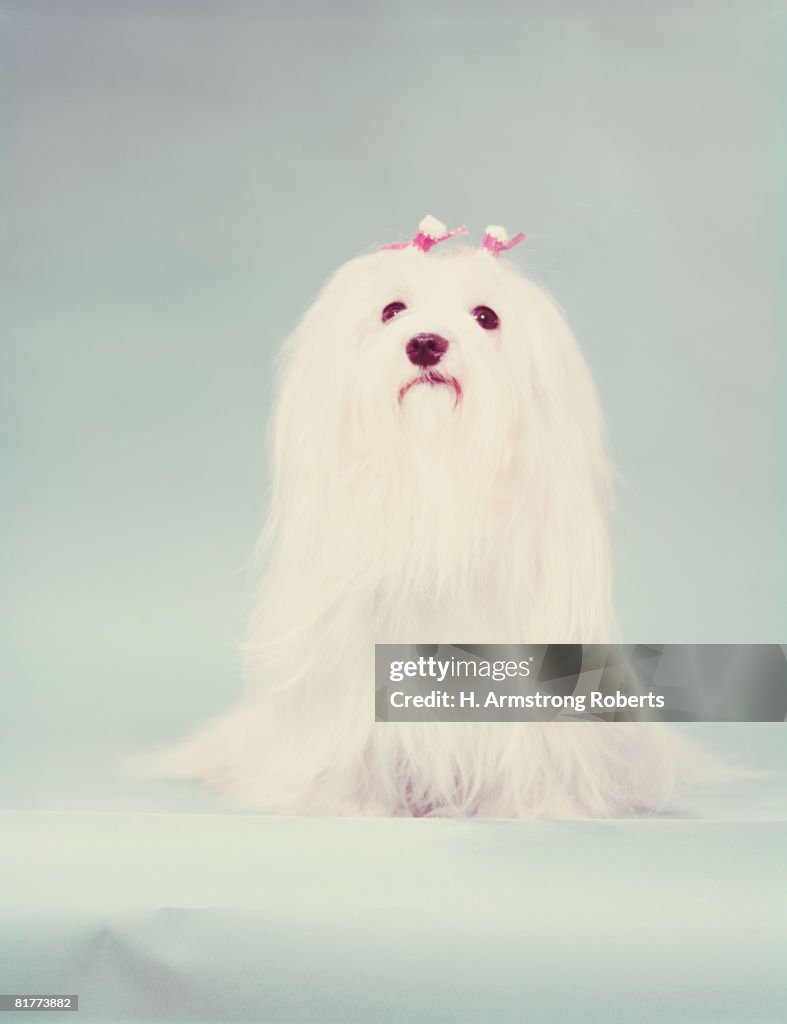Maltese dog. (Photo by H. Armstrong Roberts/Retrofile/Getty Images)