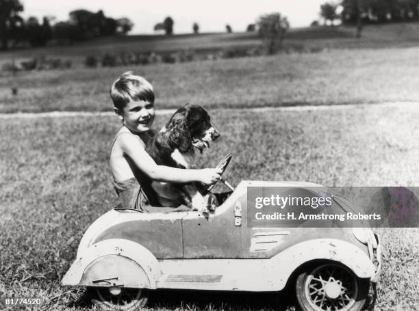 boy driving toy car, with springer spaniel dog in his lap. - american springer spaniel stockfoto's en -beelden