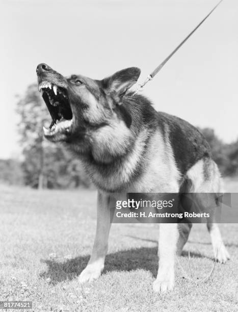 german shepherd on leash barking viciously. - aboiement photos et images de collection