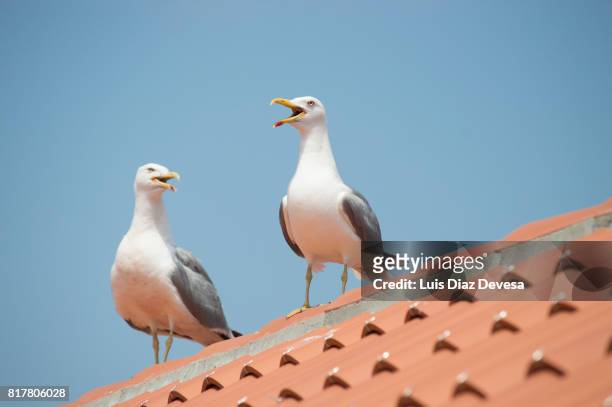 seagulls perching on roof - uppflugen på en gren bildbanksfoton och bilder