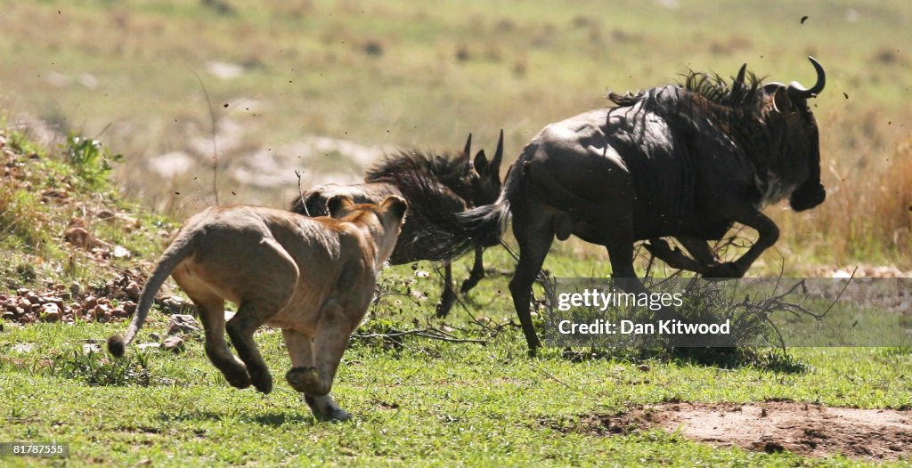 Kenyan Safari