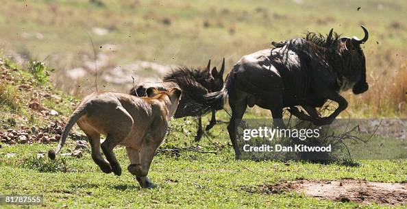 Kenyan Safari Kenyan Safari