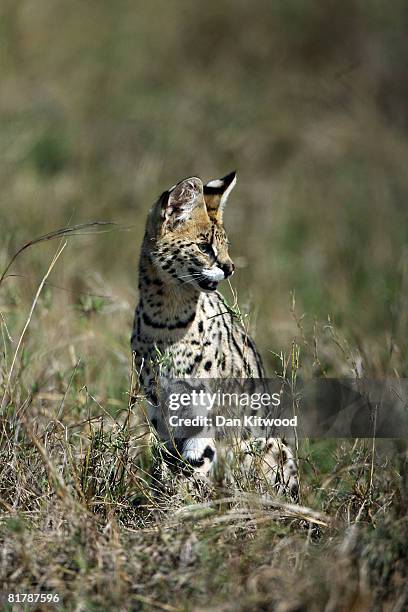 Serval walks through grassland on December 13, 2007 in the Masai Mara Game Reserve, Kenya.