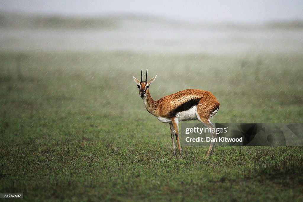 Kenyan Safari