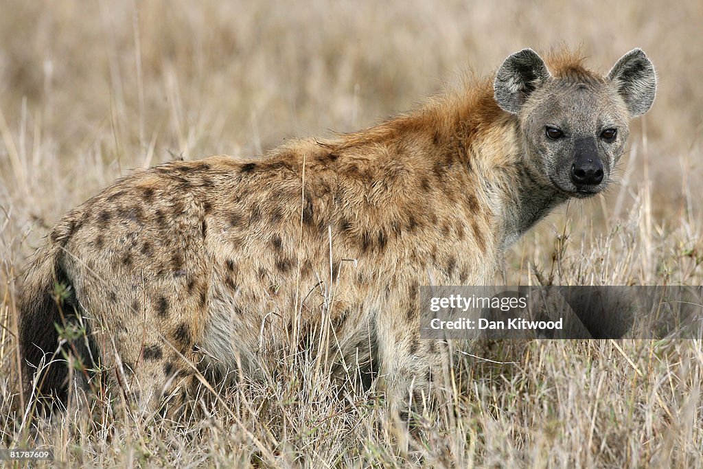 Kenyan Safari