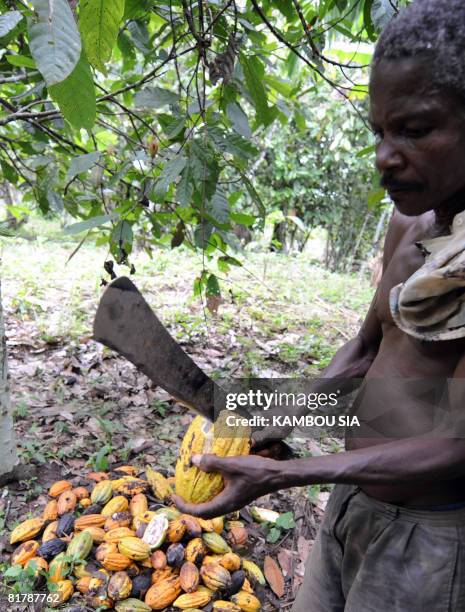 Godilehiri, des planteurs de cacao soulages par la lutte anticorruption by David Youant A producer breaks a cocoa dent in his plantation in the...