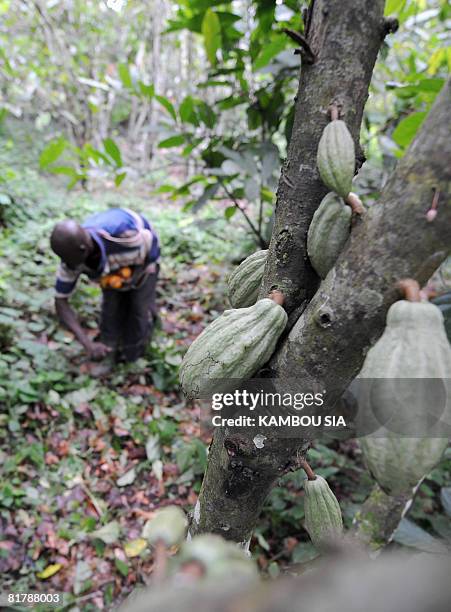 Godilehiri, des planteurs de cacao soulages par la lutte anticorruption by David Youant A cocoa producer maintains his plantation in the village of...