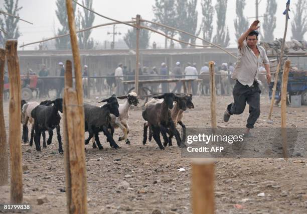 Sheep farmer chases his flock of sheep who take off on open ground on arrival to be sold at the livestock market in Kashgar on June 15, 2008 in...