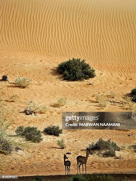 Deers stand in the shade as tempreature exceeded 49 degree Cellcius at al-Maha resort and natural reserve, some 100 kms south of the Gulf emirate of...