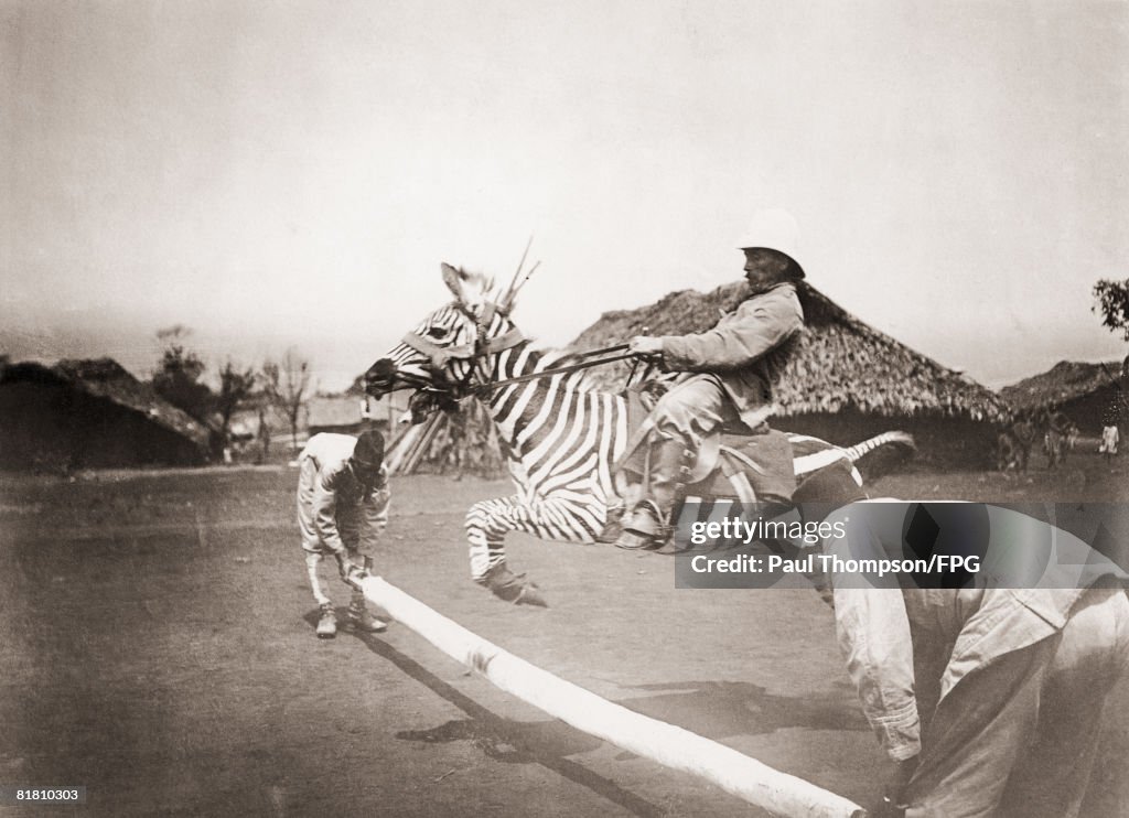 Leaping Zebra