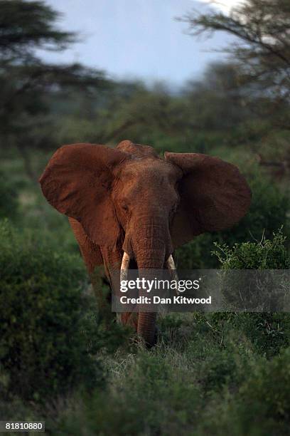 An African Elephant stands in shrubland on Dec 05, 2007 in the Samburu Reserve, Kenya.