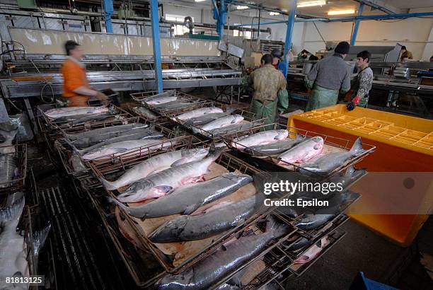 Trays of fresh fish are stacked in trays beside the production line of the fish processing plant at the 'People of the North' collective farm on July...