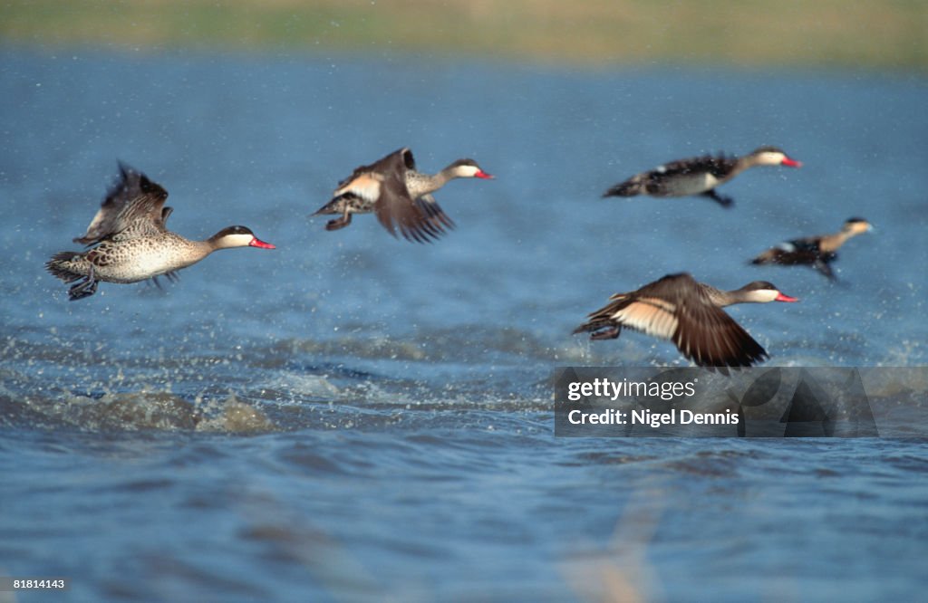 Redbill Teal (Anas erythrorhyncha) flock in flight in the Marievale Sanctuary, Gauteng Province, South Africa