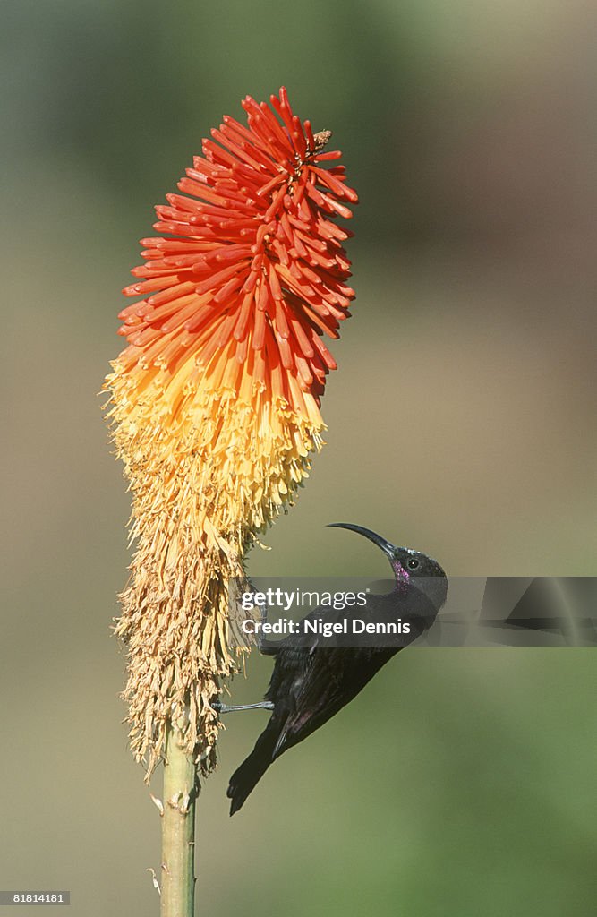 Amethyst Sunbird (Black Sunbird), (Chalcomitra amethystina), feeding on red hot poker, KwaZulu-Natal, South Africa