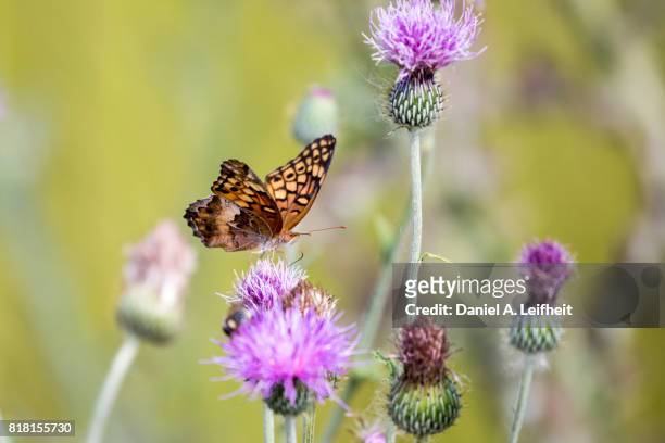 variegated fritillary butterfly - papillon fritillaire photos et images de collection